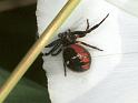 Synaema_globosum_F2183_Z_76_Les Gris_Frankrijk
